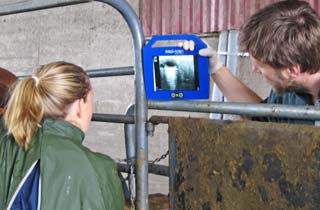 Figure 3. Automated and visual methods were used to determine time from detection of oestrus to ovulation.