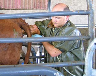 Figure 3. Automated and visual methods were used to determine time from detection of oestrus to ovulation.