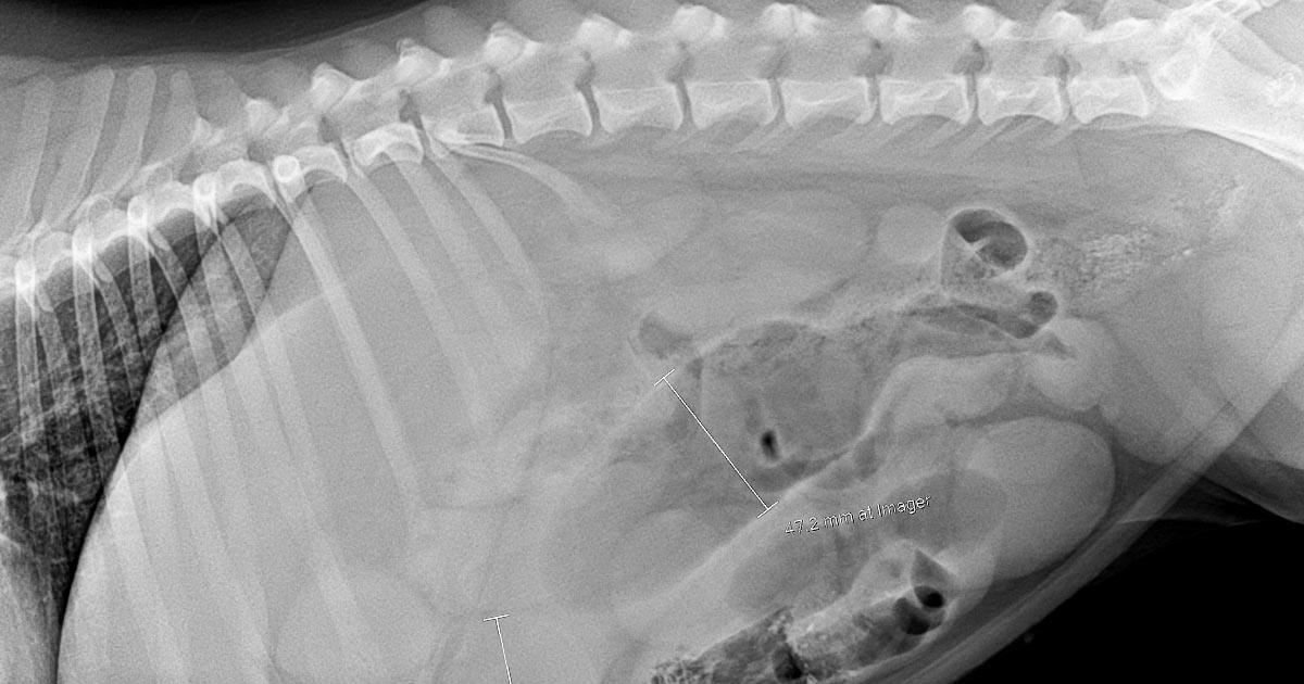 Can A Dog Have An X Ray Without Anaesthetic