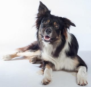 border-collie-dog