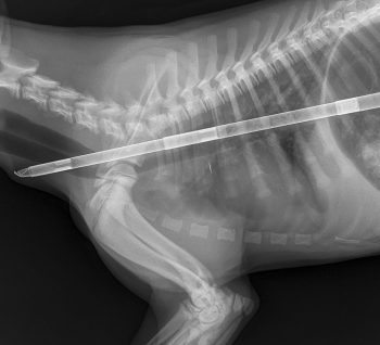 Figure 2. Right lateral thorax projection. Marker is omitted in this view – note the radio-opaque linear foreign body travelling within the oesophagus, exiting caudally on the image. The patient’s microchip can be seen in the mid-thorax, caudal to the third rib.