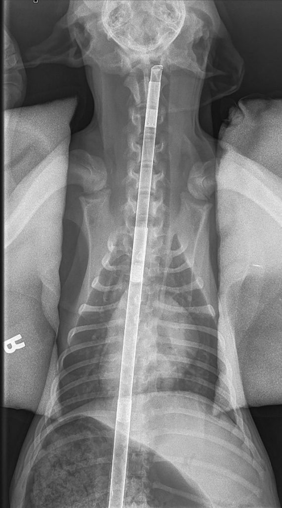 Figure 3. Combined ventrodorsal thorax and cranial abdomen plain radiograph. The right positional marker can be seen, and the patient is supported on each side by radio-opaque sand bags. The linear foreign body is seen running craniocaudally.