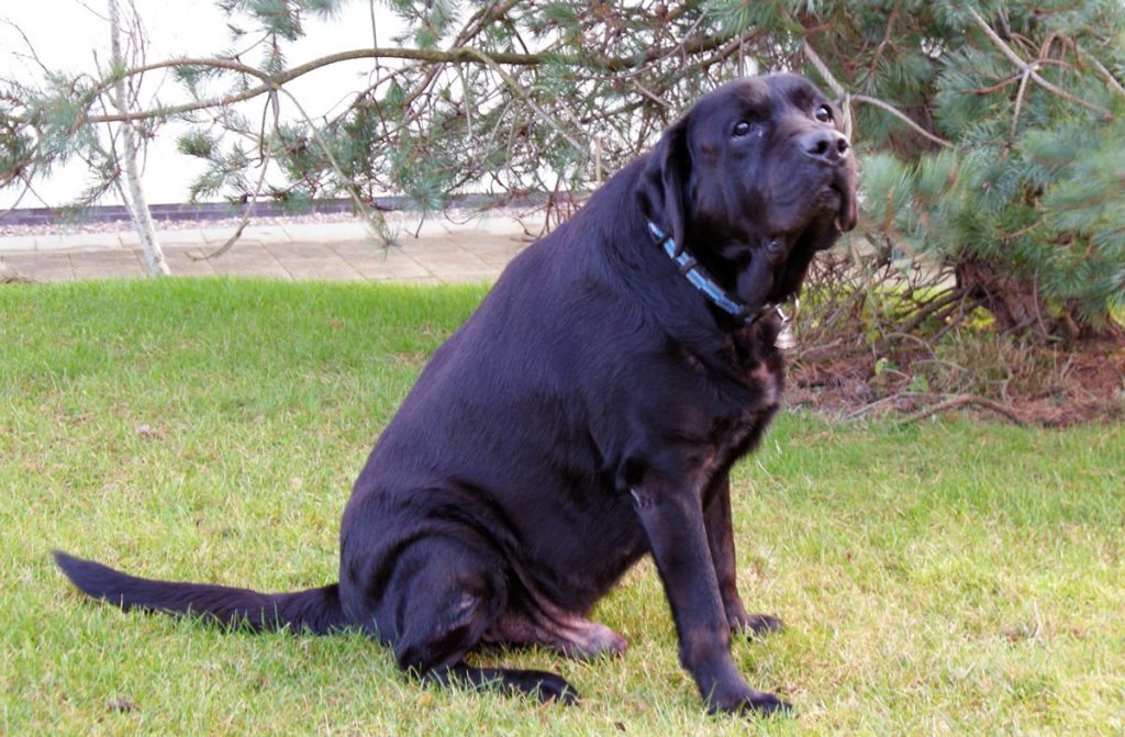 Fat Labrador.