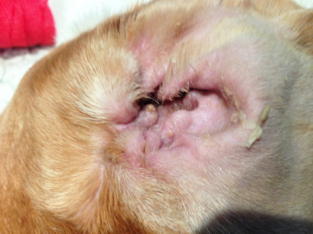 Labrador retriever with purulent otitis due to atopic dermatitis and Pseudomonas species.