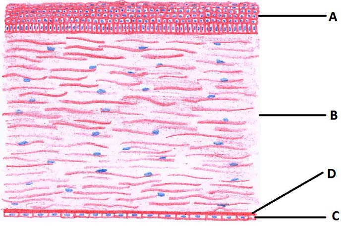 Figure 1. A drawing of a normal canine cornea. Note the layers of the cornea – epithelium (A), stroma (B) and endothelium (C) with Descemet’s membrane (D).