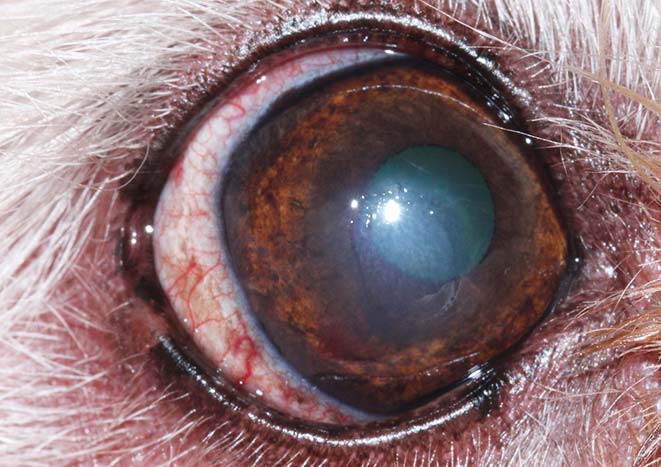 Figure 4. A non-healing ulcer in a dog before fluorescein staining.