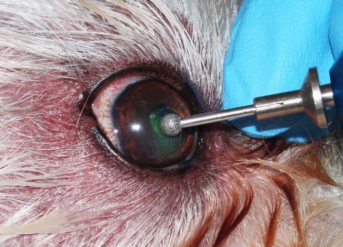 Treating corneal ulceration in dogs part 1 superficial ulcers Vet Times