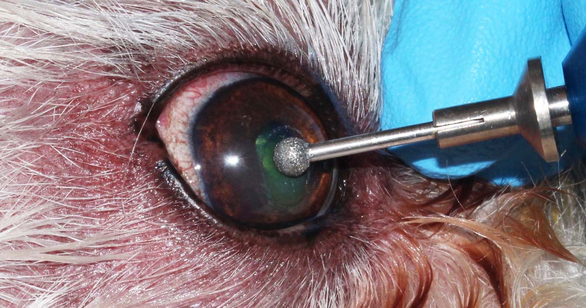 dog eye ulcer home remedy