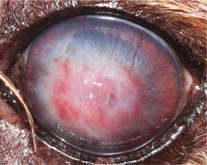 Figure 7. Stromal corneal healing. Note marked corneal vascularisation, cellular infiltration and perilesional oedema.