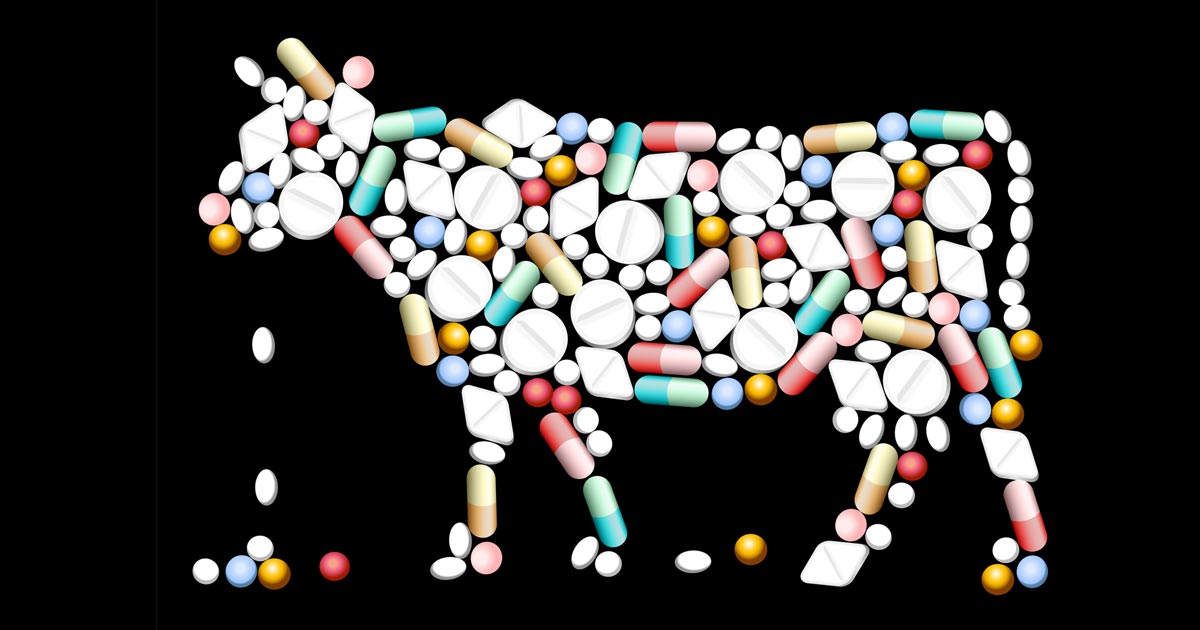Sales of antibiotics for food-producing animals down again | Vet Times