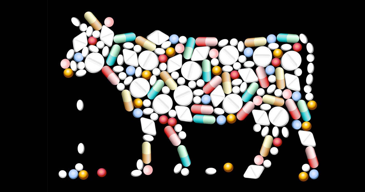Sales of antibiotics for food-producing animals down again | Vet Times Sales of antibiotics for food-producing animals down again | Vet Times