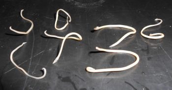 Toxocara spp. adults