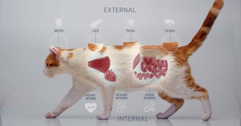 buy stronghold for cats