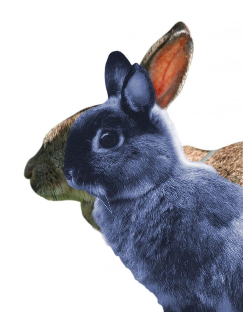 types of exotic rabbits