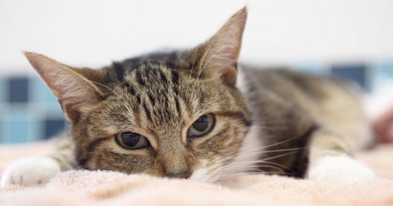 У кошки панкреатит