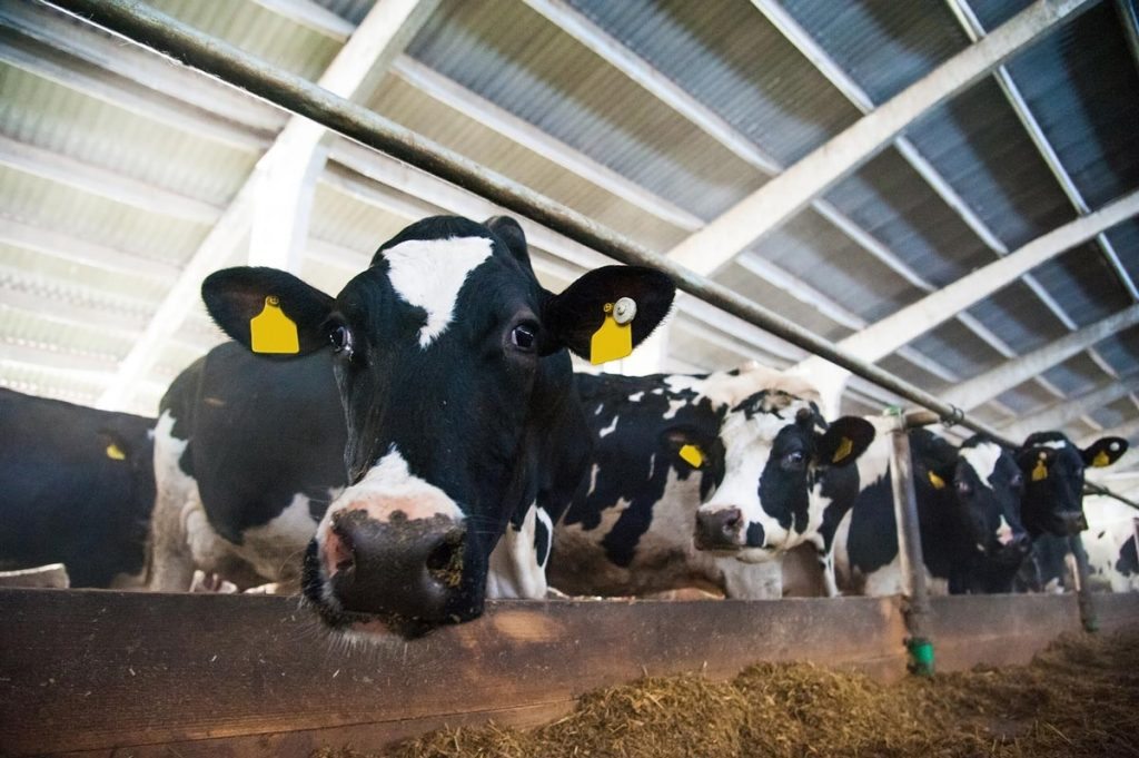 Dairy cows