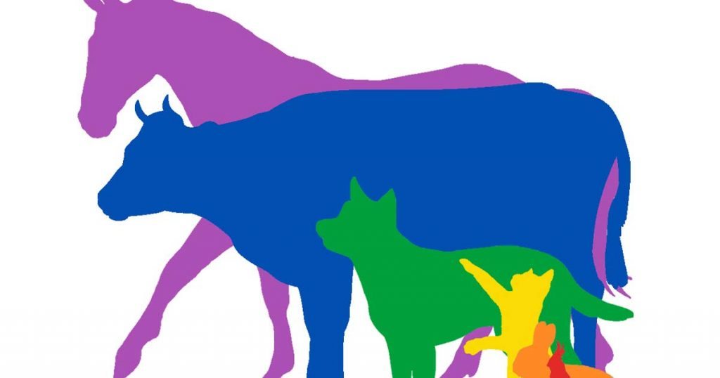 Mat Hennessey Vet Times