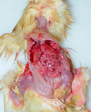Figures 2 and 3: Petechiae on the liver, as seen with DVH Type 1. Image: © Prof JL Guerin, University of Toulouse.
