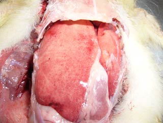 Figures 2 and 3: Petechiae on the liver, as seen with DVH Type 1. Image: © Prof JL Guerin, University of Toulouse.