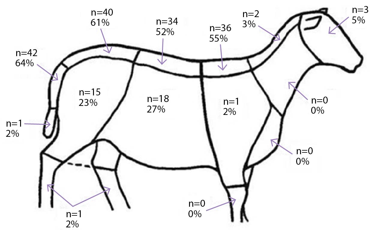 Figure 2. Schematic diagram demonstrating points of palpation for condition assessment as indicated by 63 per cent of participating sheep farmers when asked to place a cross on a photograph (66/105).
