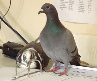 To what extent are these pigeons domesticated, wild or feral, and how does their status impact on our responsibilities to them?