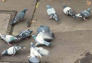 Inner-city pigeons are often viewed and treated as a pest species, yet bring joy to many who go out of their way to feed and care for them.