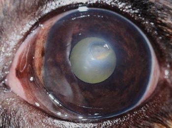Figure 1a. Deep corneal ulcer in two pugs, frontal view. Note the visible indentation and change of contour of the ocular surface.