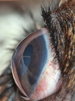 Figure 1b. Deep corneal ulcer in two pugs, lateral view. Note the visible indentation and change of contour of the ocular surface.