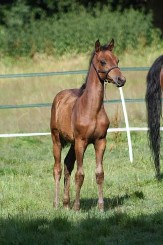 Figure 1. Stress at weaning is best minimised by gradual weaning, combined with contact between the foal and other horses and a high-forage diet.