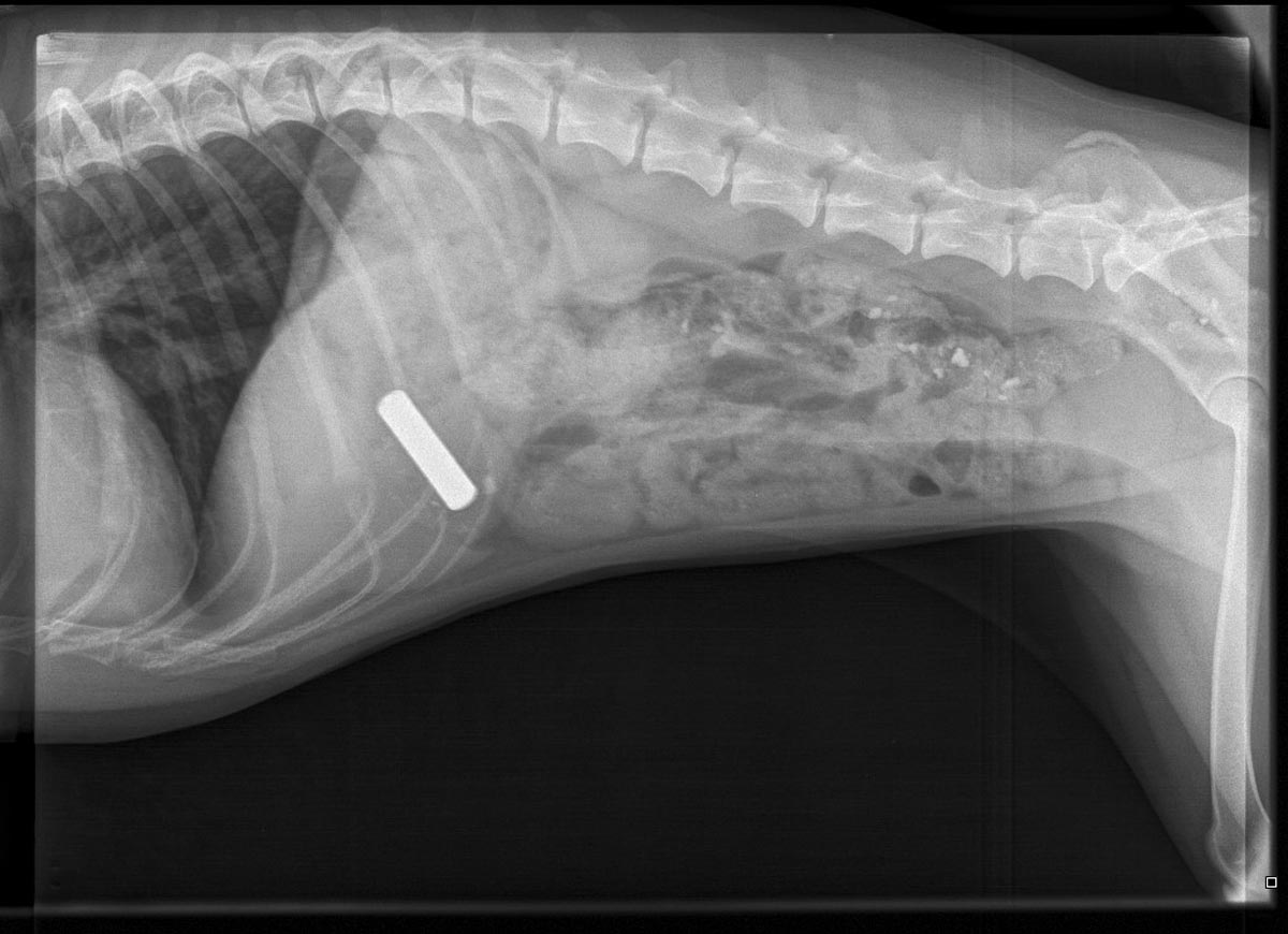 dog x ray stomach