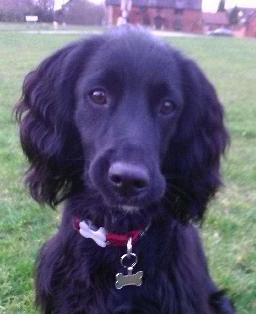 Meadow the cocker spaniel