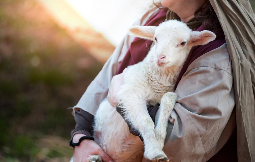 Lamb in arms
