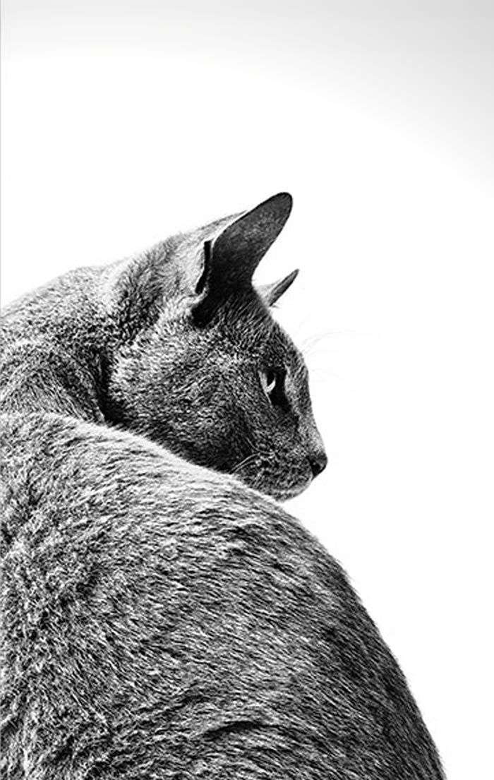 sponsored Launching Feline Anallergenic | Vet Times