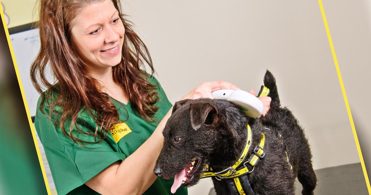 How Much To Get A Dog Microchipped Uk