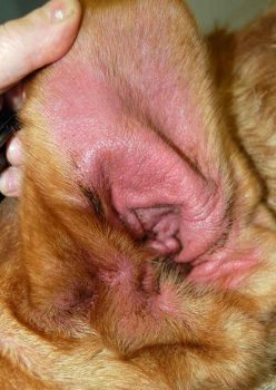 Figure 1. Signs of atopic dermatitis on a dog’s ear.
