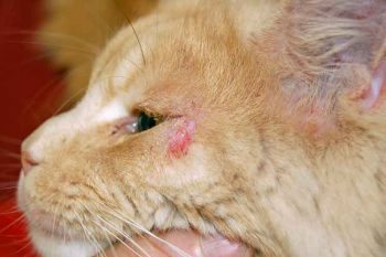 Figure 2. Atopic dermatitis with facial pruritus in a cat.