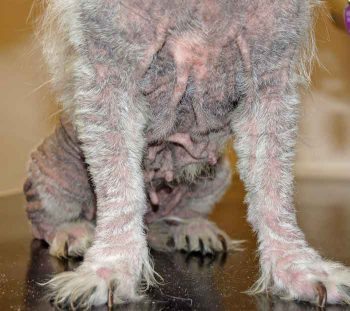 Figure 3. A West Highland white terrier with chronic skin changes associated with atopic dermatitis (hyperpigmentation and lichenification).