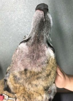 Figure 11. Tiger 14 days postoperation. He retained full use of his nose and lips.