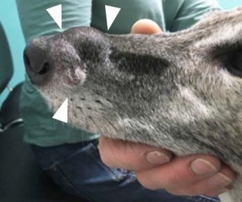Figure 2. The arrowhead denotes the position of the mast cell tumour.
