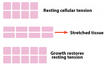 Figure 1. Mechanical stretch on the skin leads to the creation of new dermal cells to restore the resting tension.