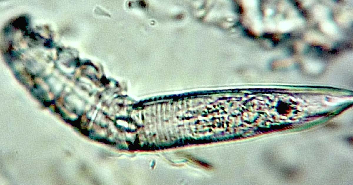 Ectoparasites: preventive plans and innovations in treatment | Vet Times Ectoparasites: preventive plans and innovations in treatment | Vet Times