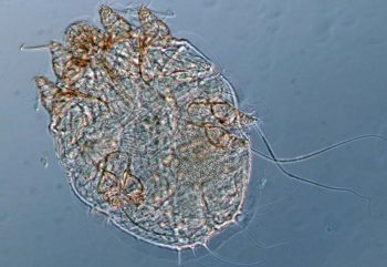 Figure 3. Adult Sarcoptes scabiei var canis mite taken from a skin scraping. The mite is roughly circular in shape, measures 0.3mm to 0.5mm long and is creamy white with brown sclerotised legs and mouthparts. The entire life cycle (two to three weeks) is spent on the dog. Females burrow tunnels in the stratum corneum to lay eggs. 