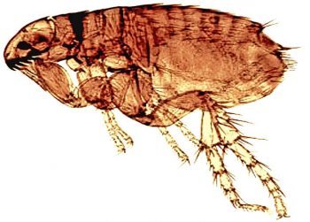Figure 4. The cat flea (Ctenocephalides felis).