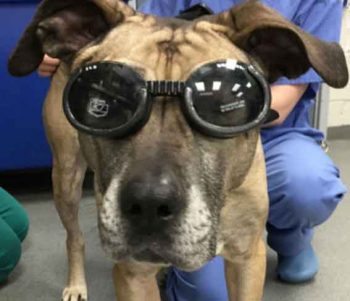 Figure 3. A dog wearing tinted goggles.