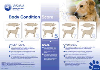 Figure 1a. Body condition scoring charts, as illustrated, should be used to assess the body fat content of senior dogs. A score of 5 out of 9 is ideal for small to medium-sized dogs, while a score of 4 out of 9 is ideal for large breed dogs. IMAGES: provided courtesy of the WSAVA.