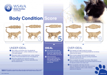 Figure 1b. Body condition scoring charts, as illustrated, should be used to assess the body fat content of senior cats. A score of 5 out of 9 is ideal for cats. IMAGES: provided courtesy of the WSAVA.