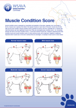 Figure 2a. A muscle condition scoring system should be used in all senior dogs to assess for age-related muscle wasting. IMAGES: provided courtesy of the WSAVA/copyright Tufts University, 2014. 