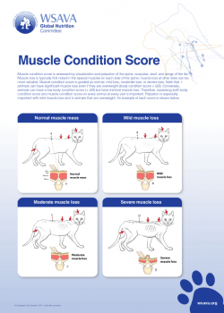Figure 2b. A muscle condition scoring system should be used in all senior cats to assess for age-related muscle wasting. IMAGES: provided courtesy of the WSAVA/copyright Tufts University, 2014.
