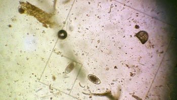 Figure 1. Appearance of a strongyle-type egg under microscopy during faecal egg counting.