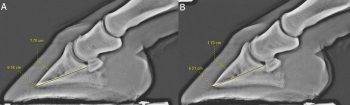 Figure 1. Lateromedial radiographs of the front feet of an 11-year-old Connemara-cross gelding. The horse was overweight and short stepping in front when ridden. Bilateral perineural analgesia of the palmar nerves (at the base of the proximal sesamoid bones) resulted in marked improvement in the forelimb step length. 1a. The left front foot. The hoof distal phalanx distance to palmar length of the distal phalanx ratio was 27.7 per cent. 1b. The right front foot. The hoof distal phalanx distance to palmar length of the distal phalanx ratio was 27.4 per cent. Mild modelling at the toe of the distal phalanx is apparent. In both feet, loss of the normal radiolucent halo around the distal phalanx in the toe region and mild distal rotation of the distal phalanx occurred. The radiographic findings are suggestive of laminar pathology and it was concluded this horse had atypical laminitis – most likely as a result of abnormal bodyweight and insulin resistance.